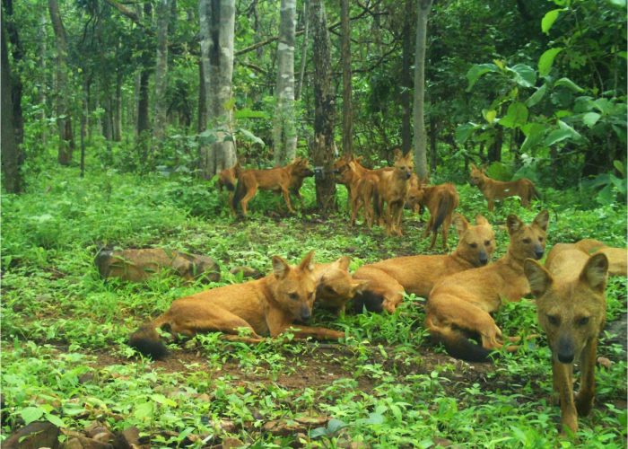 Dholes