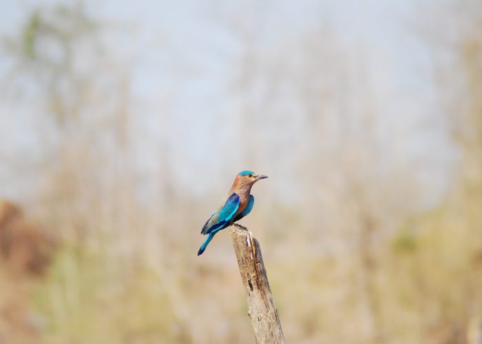 Indian Roller