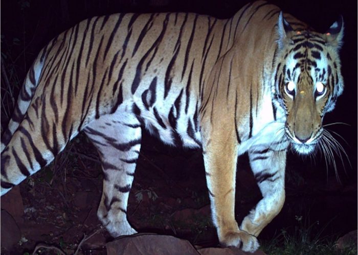 Tiger_NSTR